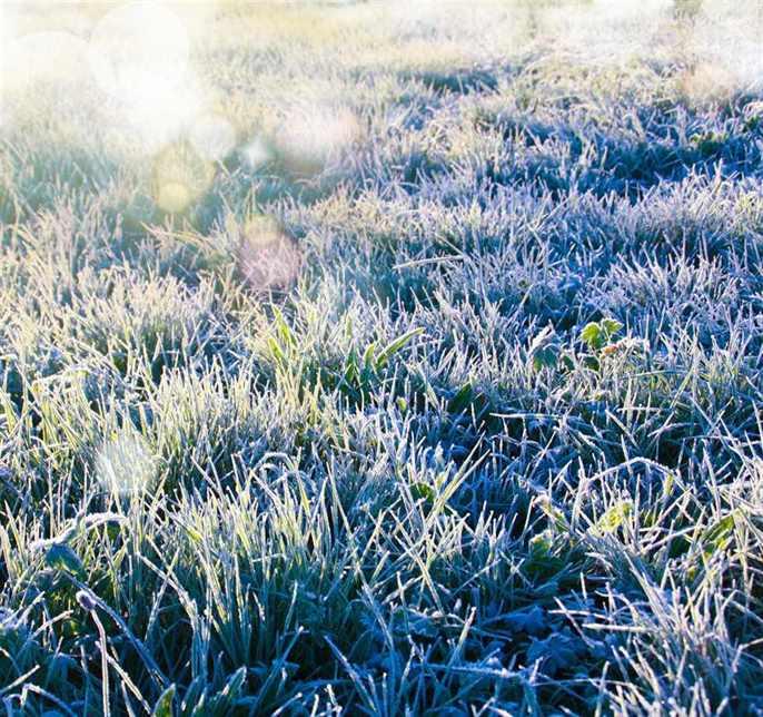 frost on grass